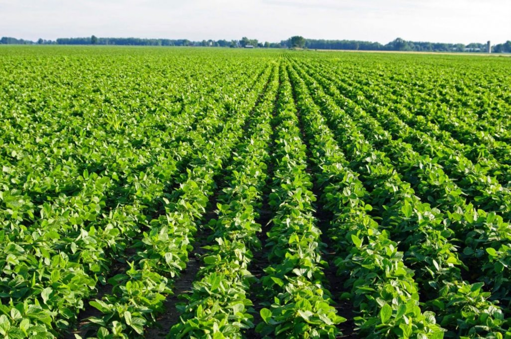 “مرشدك-الزراعي”-و”الأرصاد”-لتحقيق-الأمن-الغذائي