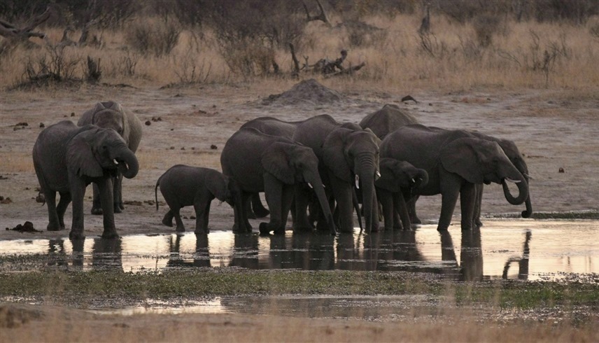 الجفاف-يتسبب-في-أكبر-هجرة-للأفيال-من-زيمبابوي-منذ-2019